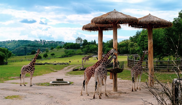 Houston Zoo